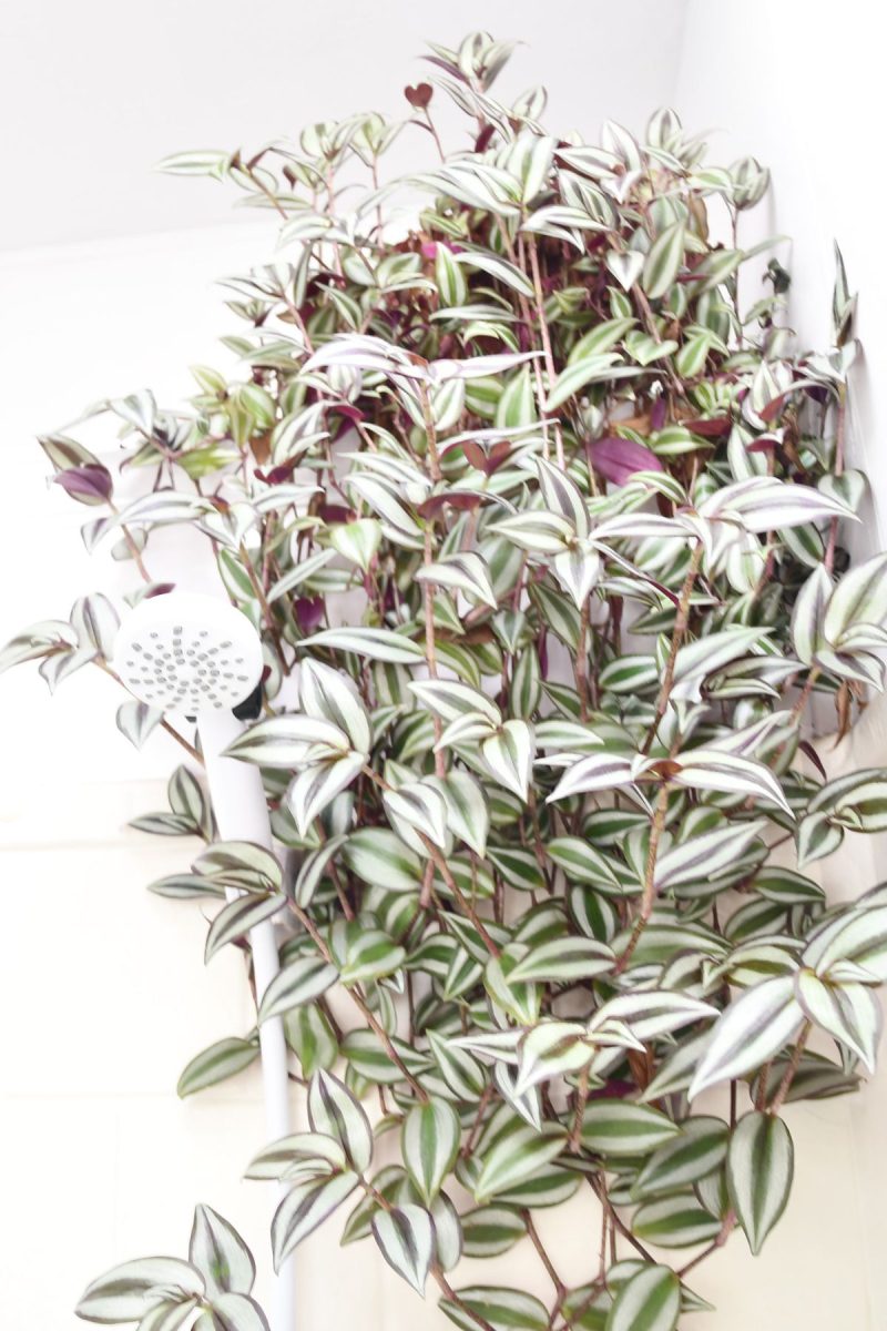 succulant plant cascading down shower wall next to shower head