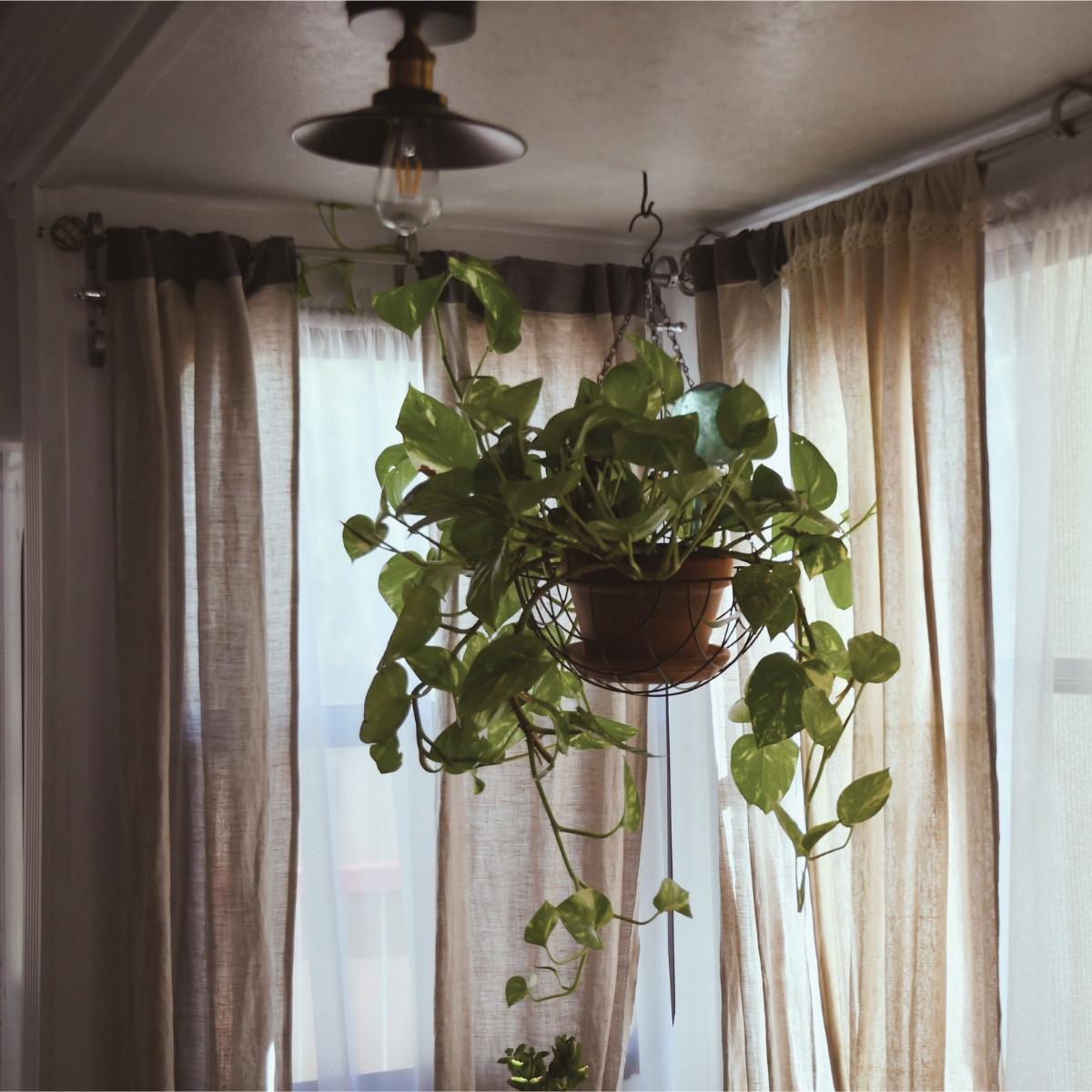 hanging metal outdoor basket with clay pot and plate inside trailer holding a trailing plant.