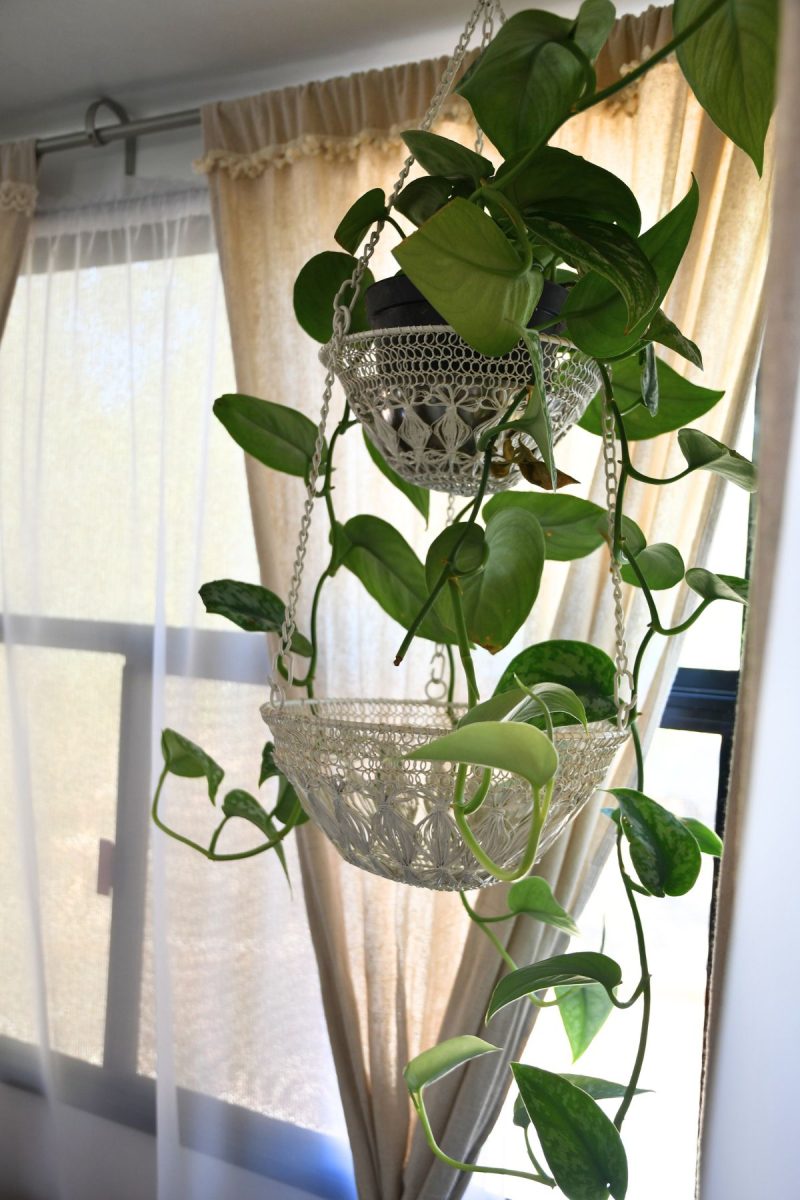 house plant coming out of the top tier in a hanging fruit basket